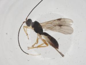  ( - CBG-A55492-B06)  @11 [ ] CreativeCommons - Attribution Share - Alike (2024) Centre for Biodiversity Genomics Centre for Biodiversity Genomics