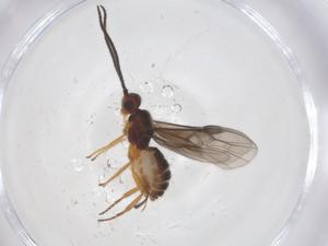  ( - CBG-A55522-E03)  @11 [ ] CreativeCommons - Attribution Share - Alike (2024) Centre for Biodiversity Genomics Centre for Biodiversity Genomics