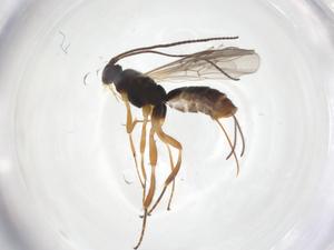  ( - CBG-A55987-H03)  @11 [ ] CreativeCommons - Attribution Share - Alike (2024) Centre for Biodiversity Genomics Centre for Biodiversity Genomics