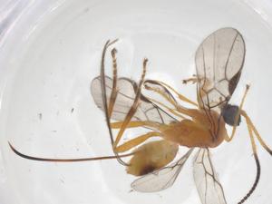  ( - CBG-A55998-F12)  @11 [ ] CreativeCommons - Attribution Share - Alike (2024) Centre for Biodiversity Genomics Centre for Biodiversity Genomics