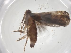  ( - CBG-A56001-B02)  @11 [ ] CreativeCommons - Attribution Share - Alike (2024) Centre for Biodiversity Genomics Centre for Biodiversity Genomics