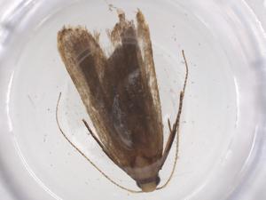  ( - CBG-A56005-B12)  @11 [ ] CreativeCommons - Attribution Share - Alike (2024) Centre for Biodiversity Genomics Centre for Biodiversity Genomics