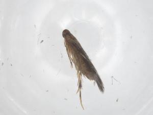  ( - CBG-A56022-F11)  @11 [ ] CreativeCommons - Attribution Share - Alike (2024) Centre for Biodiversity Genomics Centre for Biodiversity Genomics