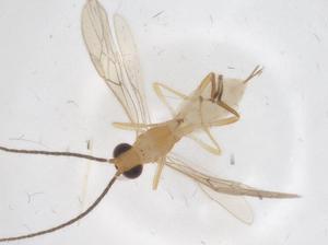  ( - CBG-A56027-E03)  @11 [ ] CreativeCommons - Attribution Share - Alike (2024) Centre for Biodiversity Genomics Centre for Biodiversity Genomics