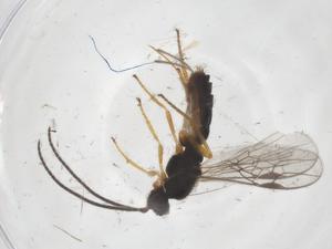  ( - CBG-A56726-H10)  @11 [ ] CreativeCommons - Attribution Share - Alike (2024) Centre for Biodiversity Genomics Centre for Biodiversity Genomics