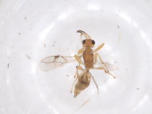  ( - CBG-A56728-G09)  @11 [ ] CreativeCommons - Attribution Share - Alike (2024) Centre for Biodiversity Genomics Centre for Biodiversity Genomics