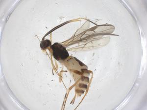  ( - CBG-A56739-F07)  @11 [ ] CreativeCommons - Attribution Share - Alike (2024) Centre for Biodiversity Genomics Centre for Biodiversity Genomics