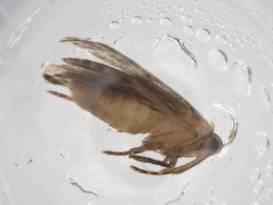  ( - CBG-A56744-F05)  @11 [ ] CreativeCommons - Attribution Share - Alike (2024) Centre for Biodiversity Genomics Centre for Biodiversity Genomics