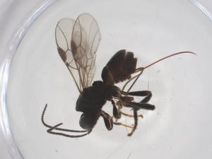  (Nealiolus Malaise7228 - CBG-A56747-E04)  @11 [ ] CreativeCommons - Attribution Share - Alike (2024) Centre for Biodiversity Genomics Centre for Biodiversity Genomics