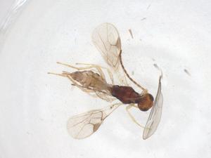  ( - CBG-A56754-G02)  @11 [ ] CreativeCommons - Attribution Share - Alike (2024) Centre for Biodiversity Genomics Centre for Biodiversity Genomics