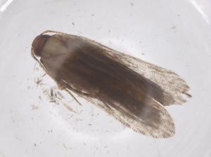  ( - CBG-A56764-F09)  @11 [ ] CreativeCommons - Attribution Share - Alike (2024) Centre for Biodiversity Genomics Centre for Biodiversity Genomics