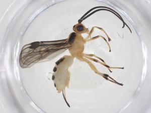  ( - CBG-A56776-F04)  @11 [ ] CreativeCommons - Attribution Share - Alike (2024) Centre for Biodiversity Genomics Centre for Biodiversity Genomics