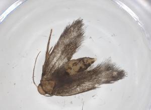  ( - CBG-A56778-G10)  @11 [ ] CreativeCommons - Attribution Share - Alike (2024) Centre for Biodiversity Genomics Centre for Biodiversity Genomics