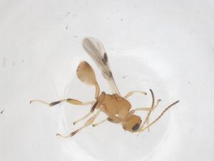  ( - CBG-A56782-C02)  @11 [ ] CreativeCommons - Attribution Share - Alike (2024) Centre for Biodiversity Genomics Centre for Biodiversity Genomics