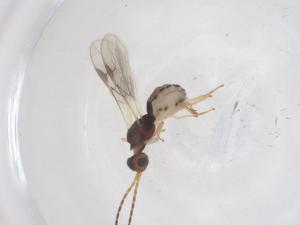  ( - CBG-A56786-A10)  @11 [ ] CreativeCommons - Attribution Share - Alike (2024) Centre for Biodiversity Genomics Centre for Biodiversity Genomics