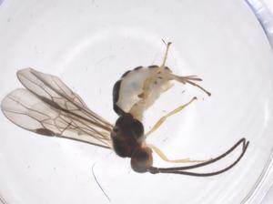  ( - CBG-A58261-E12)  @11 [ ] CreativeCommons - Attribution Share - Alike (2024) Centre for Biodiversity Genomics Centre for Biodiversity Genomics