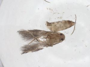  ( - CBG-A58265-G03)  @11 [ ] CreativeCommons - Attribution Share - Alike (2024) Centre for Biodiversity Genomics Centre for Biodiversity Genomics