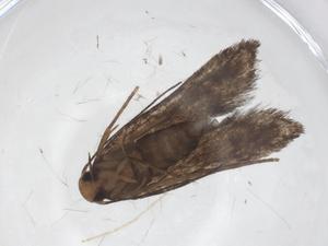  ( - CBG-A58469-E03)  @11 [ ] CreativeCommons - Attribution Share - Alike (2024) Centre for Biodiversity Genomics Centre for Biodiversity Genomics