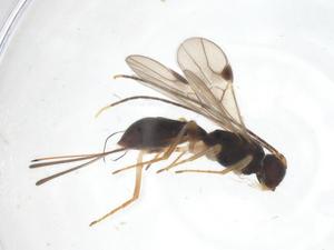  ( - CBG-A58469-H09)  @11 [ ] CreativeCommons - Attribution Share - Alike (2024) Centre for Biodiversity Genomics Centre for Biodiversity Genomics