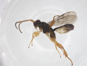  ( - CBG-A58471-G12)  @11 [ ] CreativeCommons - Attribution Share - Alike (2024) Centre for Biodiversity Genomics Centre for Biodiversity Genomics