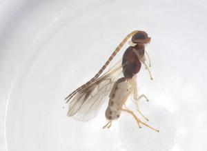  ( - CBG-A58473-F03)  @11 [ ] CreativeCommons - Attribution Share - Alike (2024) Centre for Biodiversity Genomics Centre for Biodiversity Genomics