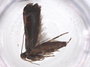  ( - CBG-A58483-E01)  @11 [ ] CreativeCommons - Attribution Share - Alike (2024) Centre for Biodiversity Genomics Centre for Biodiversity Genomics