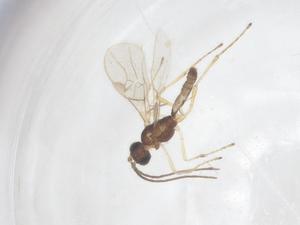  ( - CBG-A58493-H03)  @11 [ ] CreativeCommons - Attribution Share - Alike (2024) Centre for Biodiversity Genomics Centre for Biodiversity Genomics