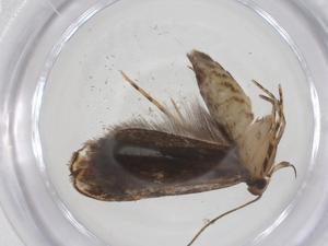  ( - CBG-A58507-F05)  @11 [ ] CreativeCommons - Attribution Share - Alike (2024) Centre for Biodiversity Genomics Centre for Biodiversity Genomics