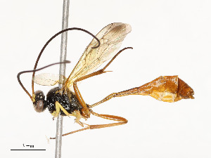  ( - CBG-A58593-B01)  @11 [ ] CreativeCommons - Attribution Share - Alike (2024) CBG Photography Group Centre for Biodiversity Genomics