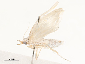  ( - CBG-A58594-E07)  @11 [ ] CreativeCommons - Attribution Share - Alike (2024) CBG Photography Group Centre for Biodiversity Genomics