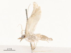  ( - CBG-A58594-E08)  @11 [ ] CreativeCommons - Attribution Share - Alike (2024) CBG Photography Group Centre for Biodiversity Genomics