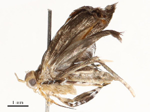  ( - CBG-A58594-H05)  @11 [ ] CreativeCommons - Attribution Share - Alike (2024) CBG Photography Group Centre for Biodiversity Genomics