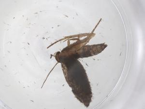  ( - CBG-A59058-A09)  @11 [ ] CreativeCommons - Attribution Share - Alike (2024) Centre for Biodiversity Genomics Centre for Biodiversity Genomics