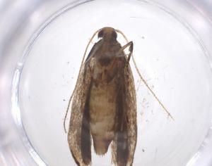  ( - CBG-A59072-E01)  @11 [ ] CreativeCommons - Attribution Share - Alike (2024) Centre for Biodiversity Genomics Centre for Biodiversity Genomics