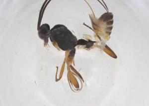  (Promicrogaster andreyvallejosi - CBG-A59079-B12)  @11 [ ] CreativeCommons - Attribution Share - Alike (2024) Centre for Biodiversity Genomics Centre for Biodiversity Genomics