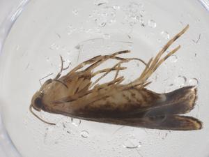  ( - CBG-A59081-C09)  @11 [ ] CreativeCommons - Attribution Share - Alike (2024) Centre for Biodiversity Genomics Centre for Biodiversity Genomics