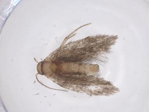  ( - CBG-A59088-F08)  @11 [ ] CreativeCommons - Attribution Share - Alike (2024) Centre for Biodiversity Genomics Centre for Biodiversity Genomics