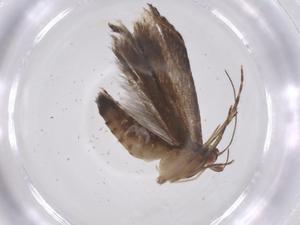  ( - CBG-A59091-F09)  @11 [ ] CreativeCommons - Attribution Share - Alike (2024) Centre for Biodiversity Genomics Centre for Biodiversity Genomics