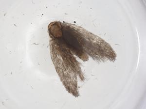  ( - CBG-A59096-B02)  @11 [ ] CreativeCommons - Attribution Share - Alike (2024) Centre for Biodiversity Genomics Centre for Biodiversity Genomics