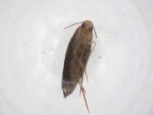  ( - CBG-A59096-C05)  @11 [ ] CreativeCommons - Attribution Share - Alike (2024) Centre for Biodiversity Genomics Centre for Biodiversity Genomics