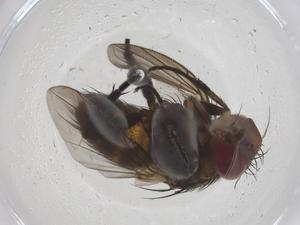  (Actia Janzen23 - CBG-A59314-E04)  @11 [ ] CreativeCommons - Attribution Share - Alike (2024) Centre for Biodiversity Genomics Centre for Biodiversity Genomics