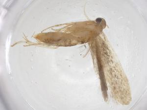  (gelMalaise01 Malaise6648 - CBG-A59315-B12)  @11 [ ] CreativeCommons - Attribution Share - Alike (2024) Centre for Biodiversity Genomics Centre for Biodiversity Genomics