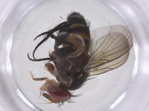  ( - CBG-A59319-E11)  @11 [ ] CreativeCommons - Attribution Share - Alike (2024) Centre for Biodiversity Genomics Centre for Biodiversity Genomics