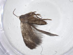  ( - CBG-A59343-F12)  @11 [ ] CreativeCommons - Attribution Share - Alike (2024) Centre for Biodiversity Genomics Centre for Biodiversity Genomics