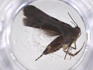  ( - CBG-A59347-G12)  @11 [ ] CreativeCommons - Attribution Share - Alike (2024) Centre for Biodiversity Genomics Centre for Biodiversity Genomics