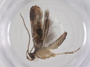  ( - CBG-A59349-B07)  @11 [ ] CreativeCommons - Attribution Share - Alike (2024) Centre for Biodiversity Genomics Centre for Biodiversity Genomics