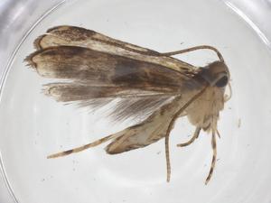  ( - CBG-A59349-H11)  @11 [ ] CreativeCommons - Attribution Share - Alike (2024) Centre for Biodiversity Genomics Centre for Biodiversity Genomics