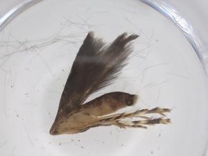  ( - CBG-A59902-D06)  @11 [ ] CreativeCommons - Attribution Share - Alike (2024) Centre for Biodiversity Genomics Centre for Biodiversity Genomics