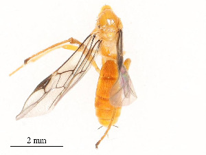  ( - CBG-A54384-D01)  @11 [ ] CreativeCommons - Attribution Share - Alike (2025) CBG Photography Group Centre for Biodiversity Genomics
