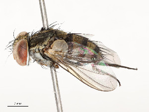  ( - CBG-A58600-D01)  @11 [ ] CreativeCommons - Attribution Share - Alike (2025) CBG Photography Group Centre for Biodiversity Genomics